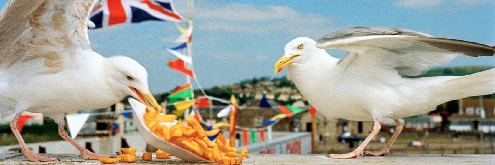 I Am Martin Parr